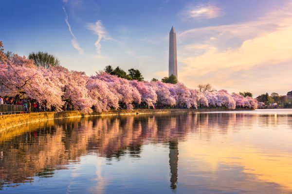 Cherry Blossoms In The Spring In Washington DC